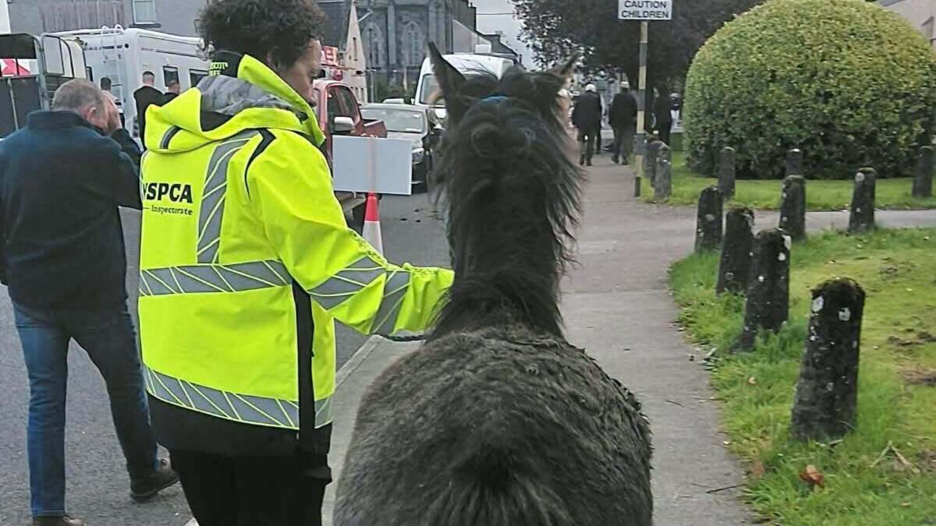 26 animals seized over welfare concerns at Ballinasloe Horse Fair